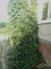 Parthenocissus inserta