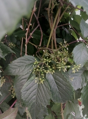 Parthenocissus inserta