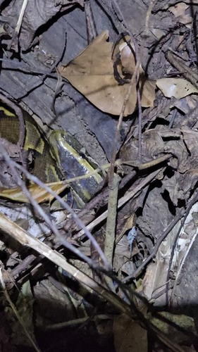 African Rock Python