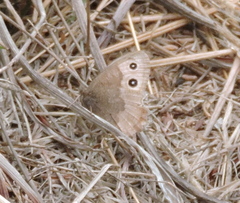 Cercyonis pegala boopis