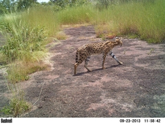 Leptailurus serval constantina