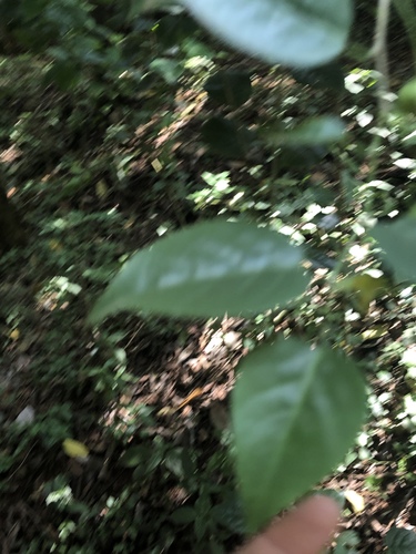 Meineckia ovata, photograph 2
