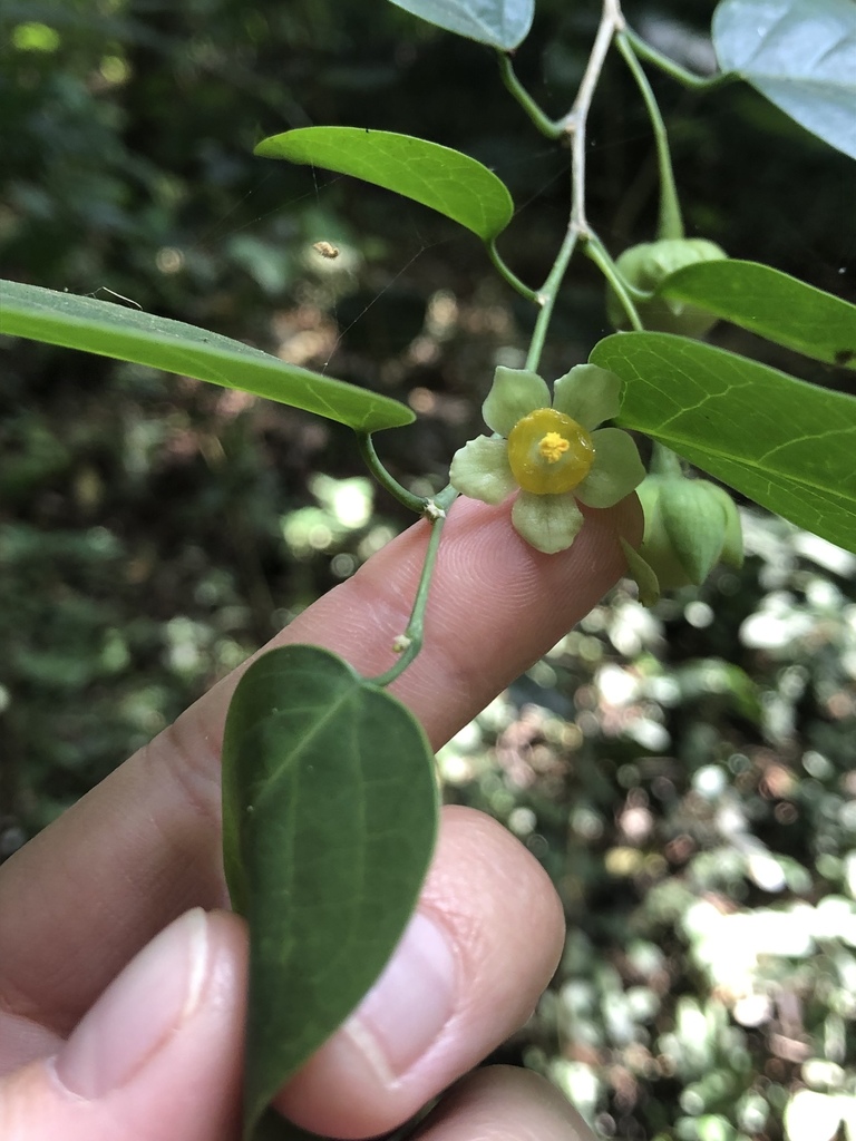 Meineckia ovata
