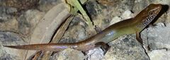 Peters' Tree Skink photo 4