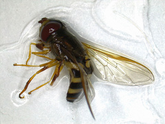 Syrphus knabi