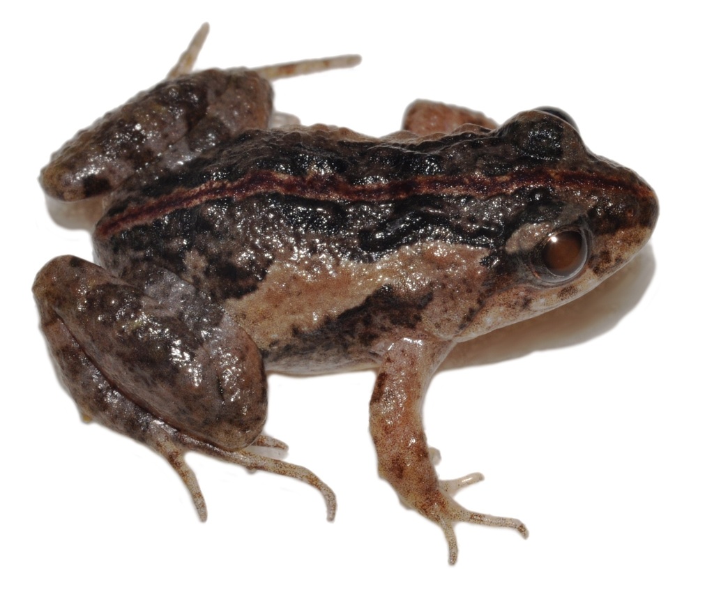 Pseudopaludicola florencei