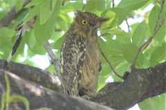 Ketupa zeylonensis