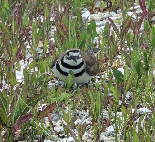 Killdeer photographed in Connecticut