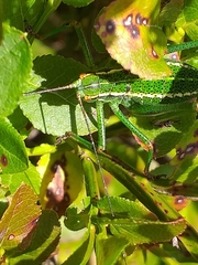 Barbitistes constrictus