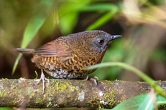 Rufous-Throated Wren-Babbler photo 3