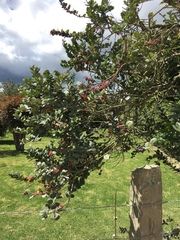 Xylosma spiculifera