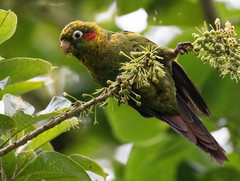 Sulphur-Winged Parakeet photo 4