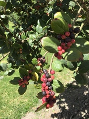 Xylosma spiculifera