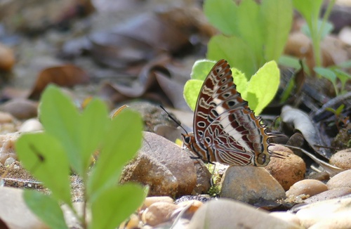 Charaxes andara