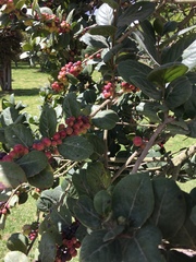 Xylosma spiculifera