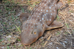 Bluespotted Bambooshark photo 1
