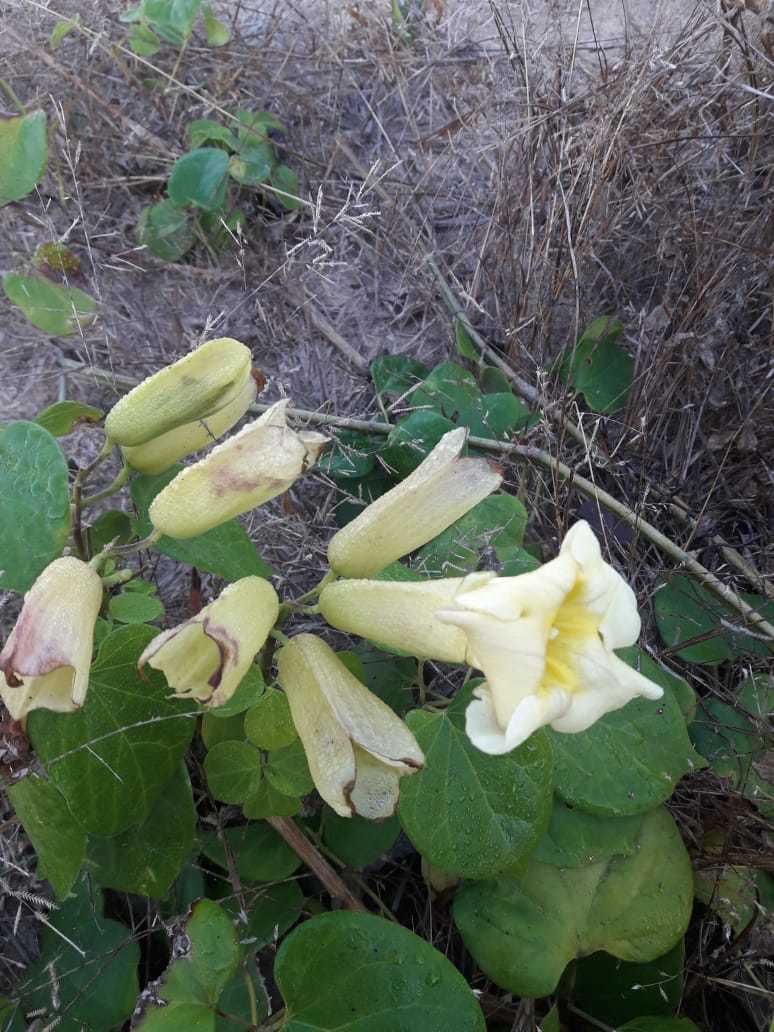 Manaosella cordifolia