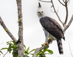 Ornate Hawk-Eagle photo 2