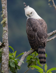 Ornate Hawk-Eagle photo 3