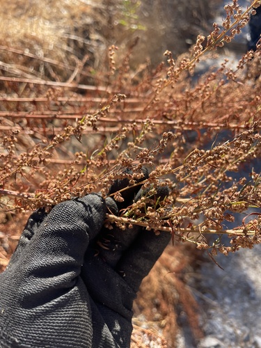 Wild Tarragon winter