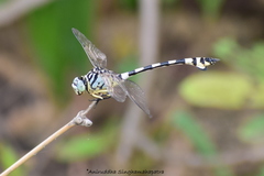 Ictinogomphus