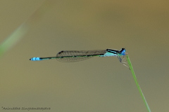 Pseudagrion spencei