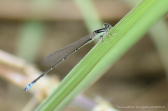 Pseudagrion spencei
