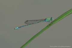 Pseudagrion decorum