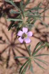 Acmaeoderini