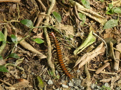 Cormocephalus rubriceps