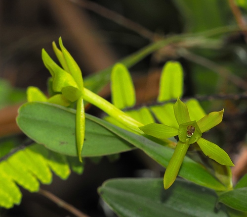 Image of Epidendrum geminiflorum by (c) desertnaturalist, some rights reserved (CC BY)