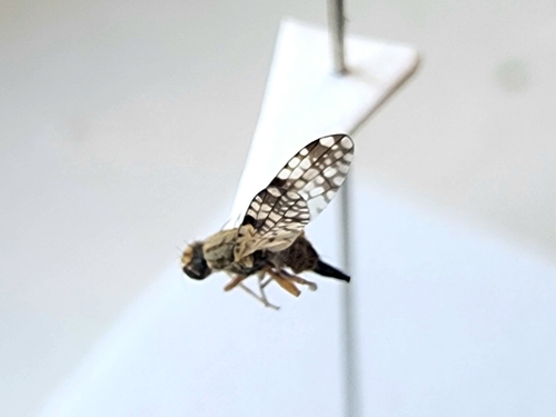 Dioxyna thomae