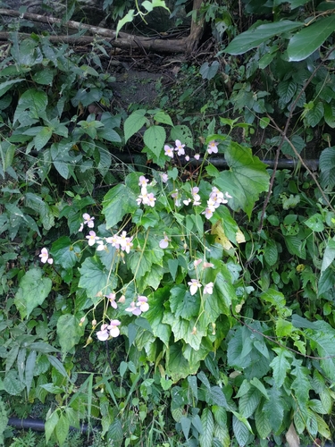 Begonia austrotaiwanensis, photograph 4