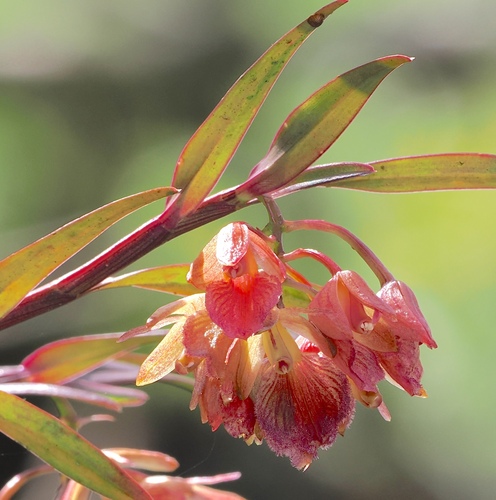 Epidendrum cottoniiflorum, photograph 1