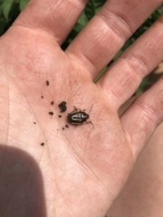 Perillus circumcinctus