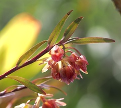 Epidendrum cottoniiflorum