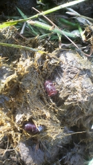 Aphodius
