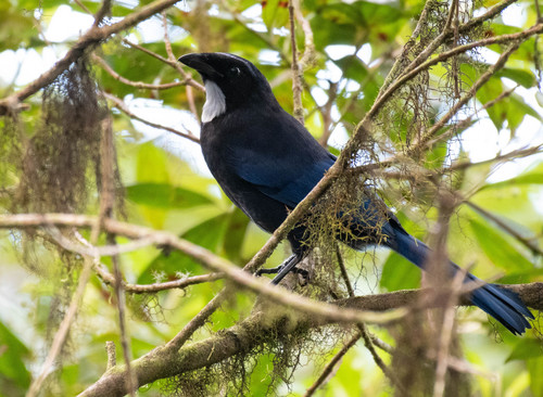 Silvery-throated Jay
