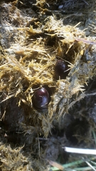 Aphodius