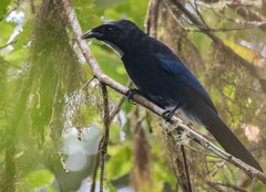 Silvery-Throated Jay photo 2