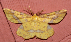 Xanthotype urticaria