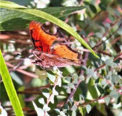 Polygonia haroldii