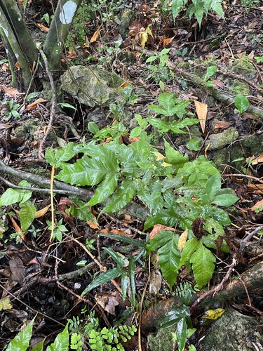 Image of Tectaria heracleifolia by no rights reserved