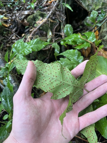 Image of Tectaria heracleifolia by no rights reserved