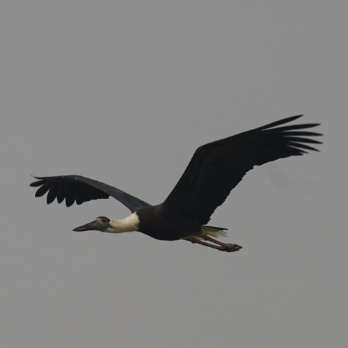 Asian Woolly-necked Stork