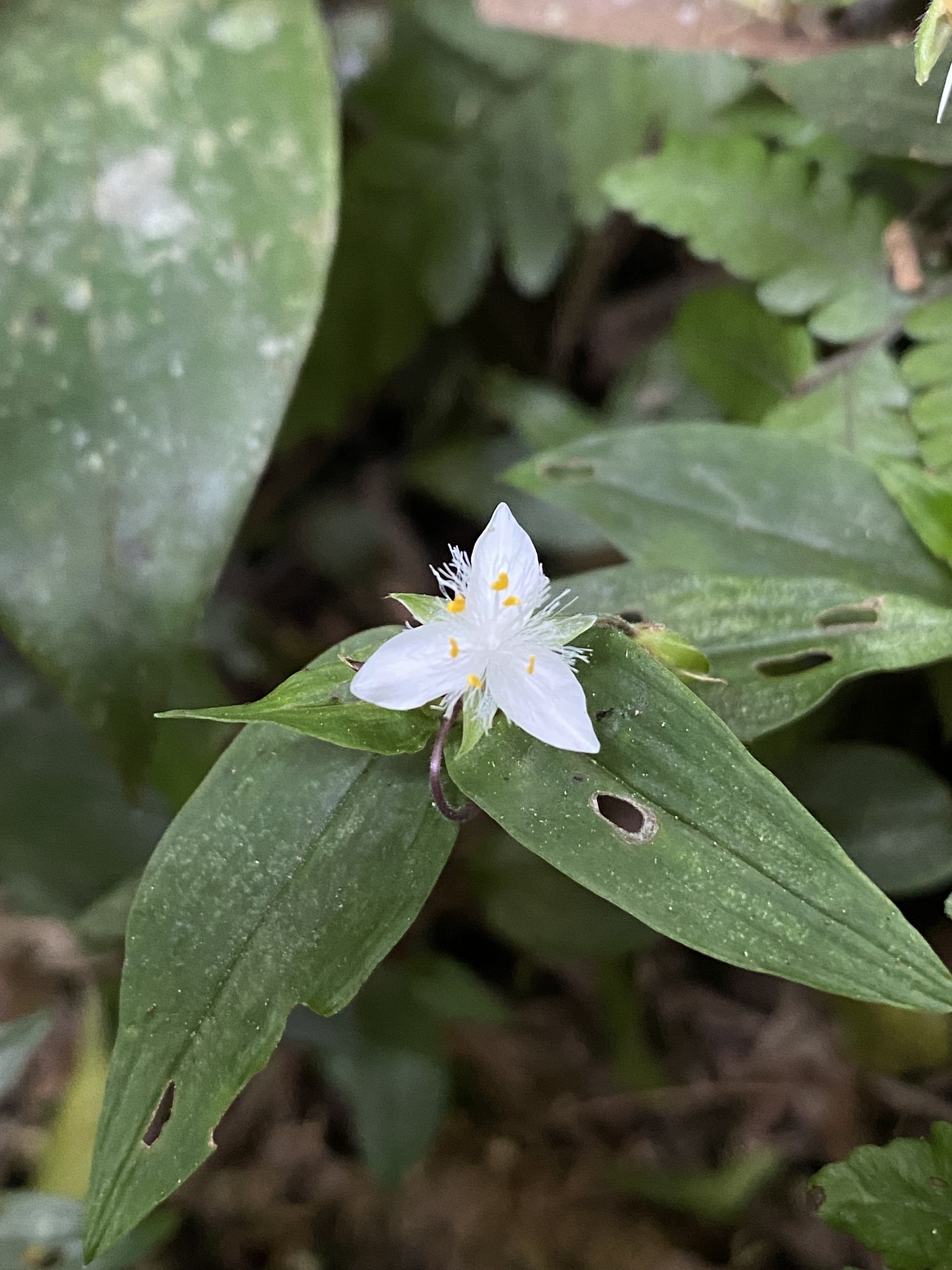 Tradescantia fluminensis