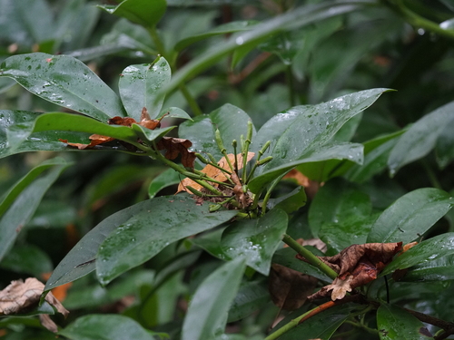 Rhododendron ponticum