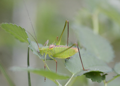 Leptophyes laticauda