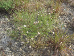 Dalea multiflora