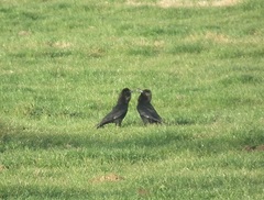 Corvus capensis capensis